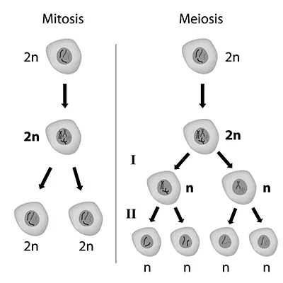 Mitosisvsmeiosis.webp