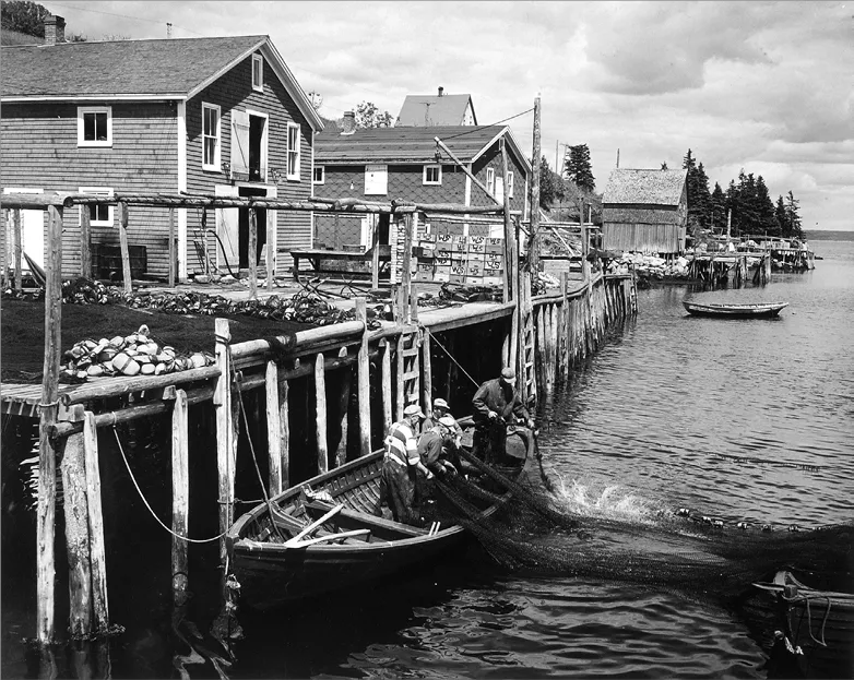 Two fishing sheds on a wooden wharf in 1956; a large dory sits in the water; four men aboard the dory are pulling fishing nets through the harbour waters.