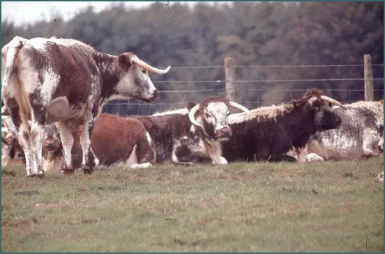 An image shows a herd of longhorn cattle resting next to each other. They are sitting in such a way that their horns do not touch each other.