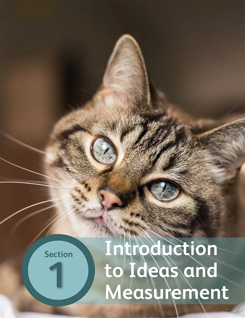 An aesthetic image of a cat.