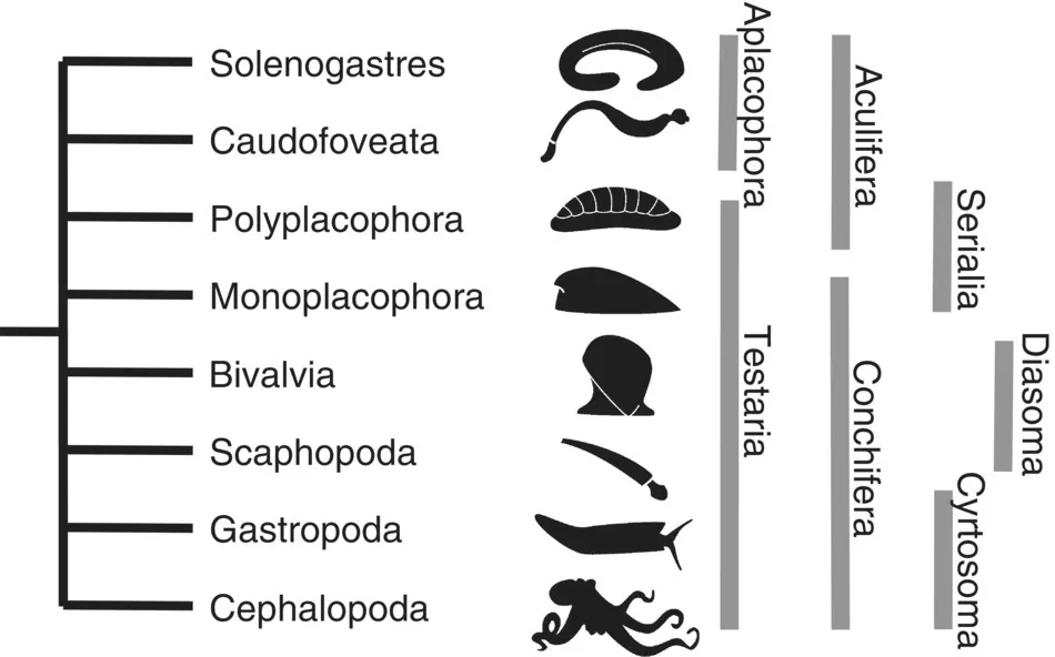 Schematic illustration of the major evolutionary hypotheses and sister relationships proposed for the eight living classes in Mollusca.