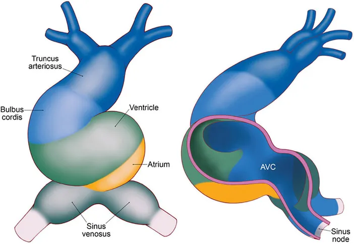 FIGURE 1.1 The primary cardiac tube. In this illustration we see the five key components; the sinus venosus, primitive atrium, primitive ventricle, bulbus cordis (conus), and truncus arteriosus. The image on the right depicts the location of the atrioventricular canal which becomes the AV node and the right sinus venous which becomes the sinus node.