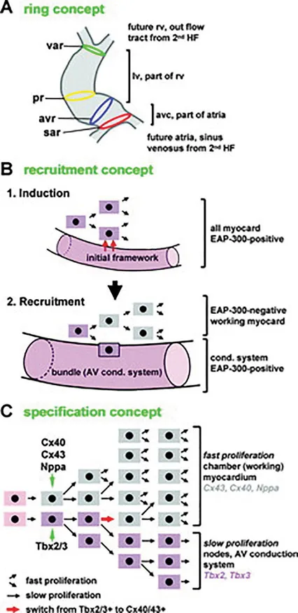 FIGURE 1.2 Three proposed models that describe the embryological lineage of the cardiac conduction system. (A) The ring theory (sar indicates sinuatrial ring; avr, atrioventricular ring; pr, primary ring; var, ventriculoarterial ring). (B) The recruitment model. (C) The early specification model.