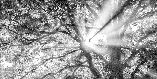 A view of the sun from below a tree, with sunlight streaming through.