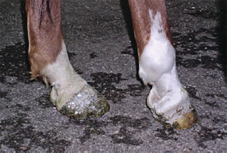 Photo depicts chronic hindlimb lameness that has resulted in a wide flat foot on the sound limb (LH) and a narrow, upright hoof on the lame limb (RH).