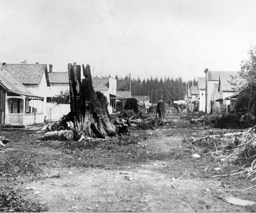 The view looking down a street with white houses on either side. In the middle of the street are several large tree stumps.