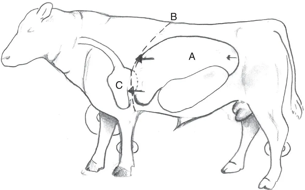 Schematic illustration of the effect of lateral recumbency on the position of the diaphragm in ruminants.