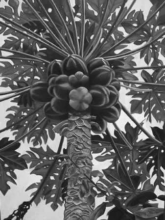 En regardant un palmier qui a plusieurs noix de coco à la base des feuilles de palmier.