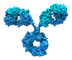 Figure 1.2 – A 3D depiction of a monoclonal antibody
