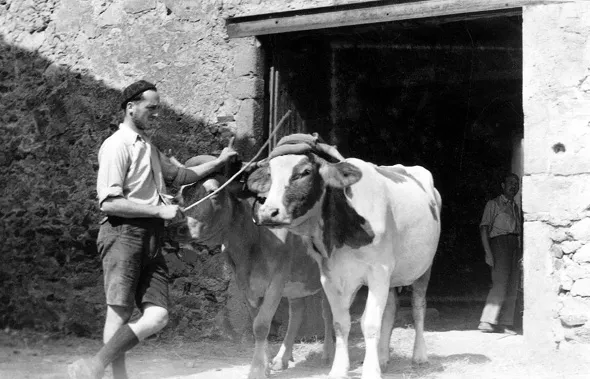 \\SRVHYPERV\Utilisateur\pweyl\Manuscrit\aaaa MANUSCRIT EN COURS\OSE - Jacques SAMUEL\ILLUSTRATIONS   OK\Taluyers  les deux vaches.webp