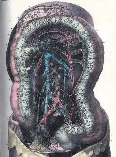 FIGURE 1.2 Lymphatics of the abdomen and pelvis. (From a nineteenth-century French textbook.)