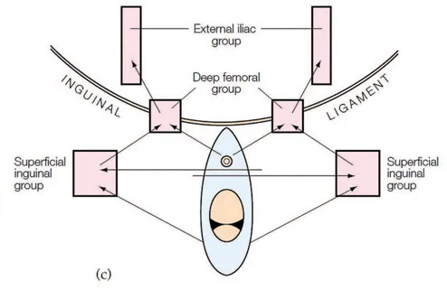 FIGURE 1.5 Depiction of inguinal nodes (a) and pelvic nodes (b) by Stanley Way8 in 1951. The relationship of the nodal groups, including direct clitoral drainage to ‘deep femoral’ nodes and contralateral labial drainage, envisaged by Way in schematic form (c – redrawn for clarity).