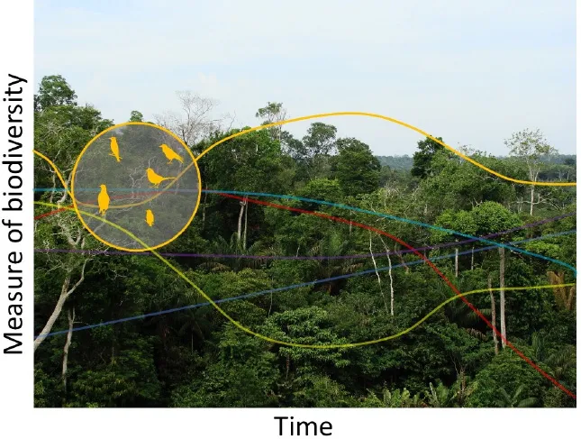 A photograph of an rainforest.