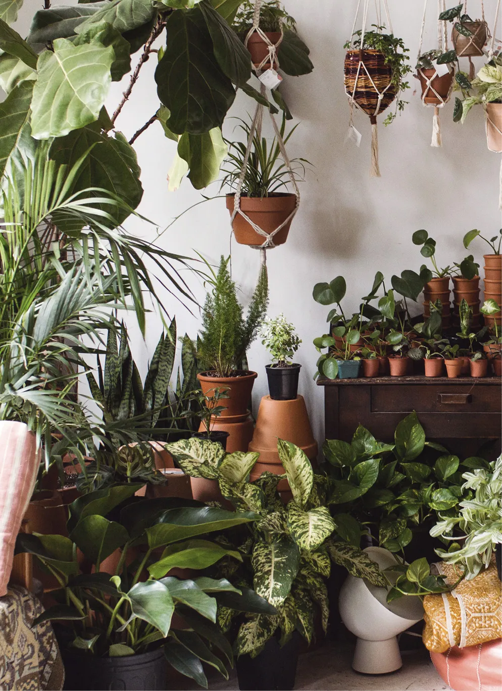 This image is split in two. Leafy green plants are on the floor, hanging from the ceiling, and placed on a dark wood desk in front of a white wall in a room. The plants on the floor are broad and large. Rows of them cover the floor and the bottom portion of the wall. Stacks of terracotta pots are between them. The desk along the wall is full of small terracotta pots with small plants. The hanging plants are in macrame holders. To the left are large, tall plants that obscure the wall.