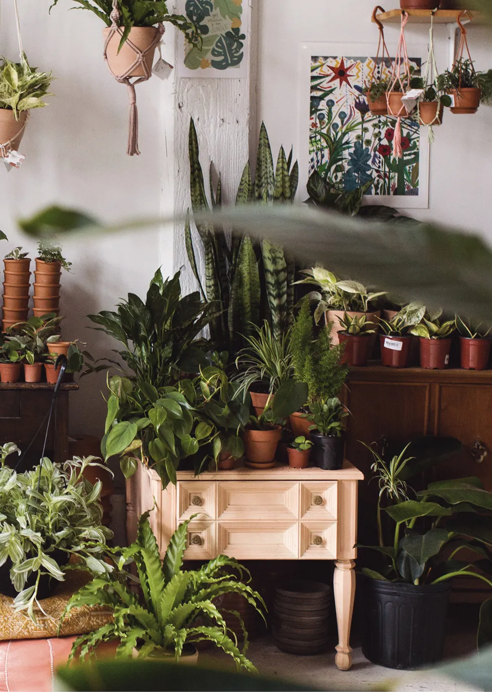 This image is a continuation of the last. More stacks of small terracotta pots are behind the small potted plants. A pink leather ottoman in front of the desk has a yellow knit blanket folded on top with a potted plant placed on the blanket. A light wood side table beside the ottoman is covered in plants in small and medium pots. Leafy plants are on the ground around the side table. Another wood desk behind the side table, along the wall, is covered with plants and pots. Two small botanical paintings are on the wall above. Four small plants hang from macrame holders above the desk.