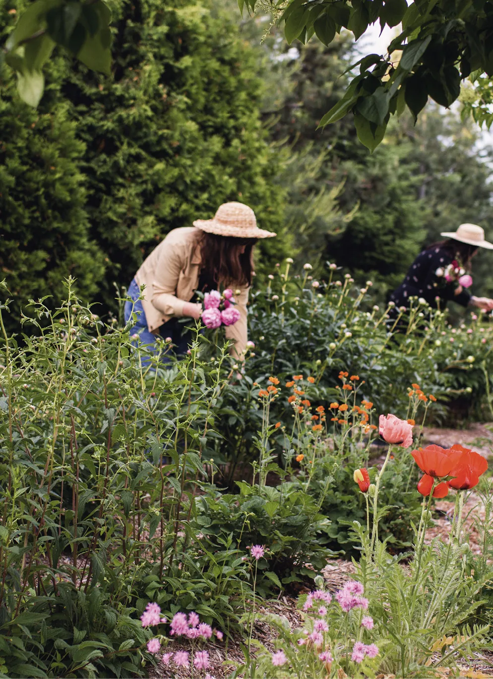 A cultivated row of flower bushes is in front of a coniferous hedge many feet tall.Laurie and Sarah are between the rows of flower bushes. They both have light skin tone, long brown hair, and wear wide-brimmed straw hats. They are in different rows, bent over picking flowers, with bunches of flowers in their hands. Colourful flowers are amongst the rows. The tall coniferous hedge continues behind them, and the leafy branches of deciduous trees hang into view in front of them.