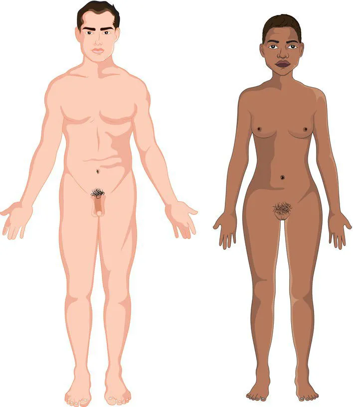 Schematic illustration of the standard anatomical position.