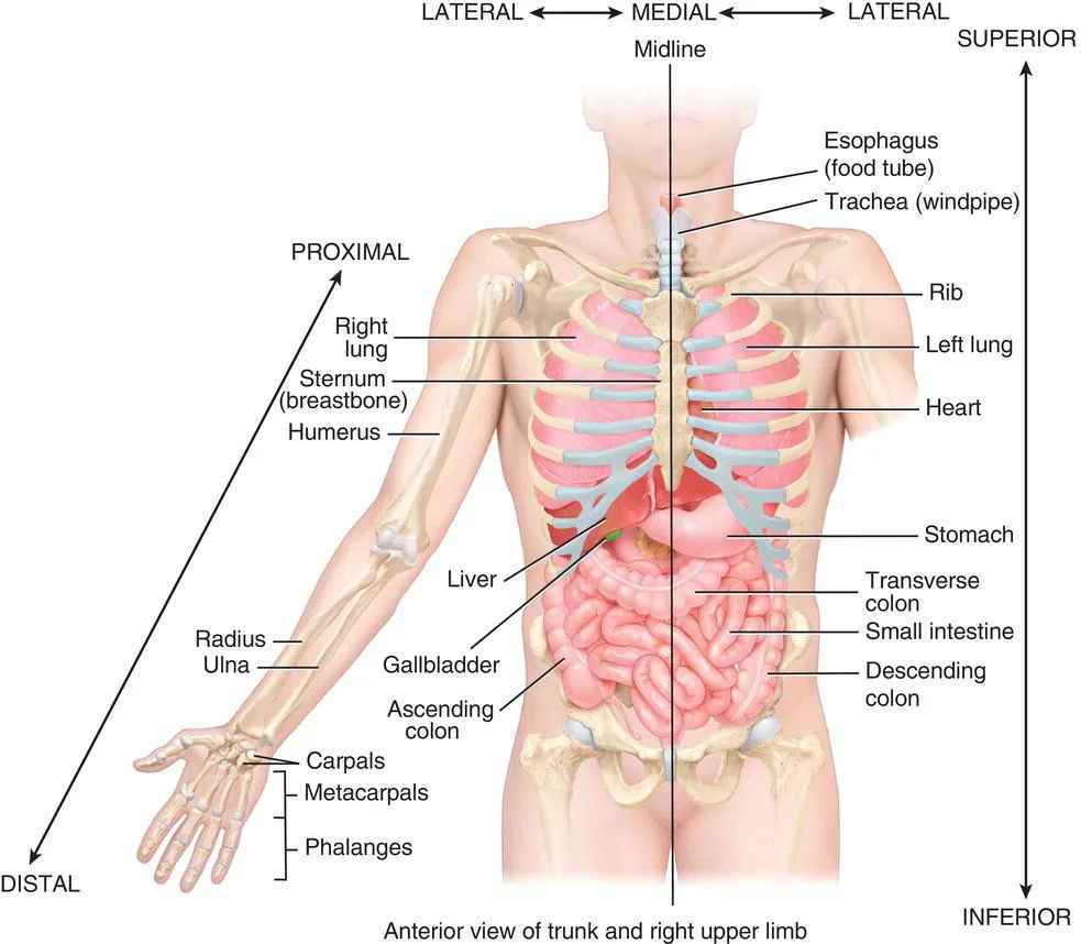 Schematic illustration of anatomical terms.