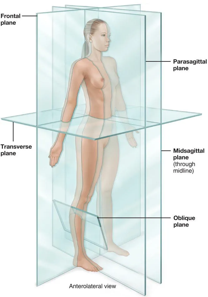 Schematic illustration of anatomical planes.