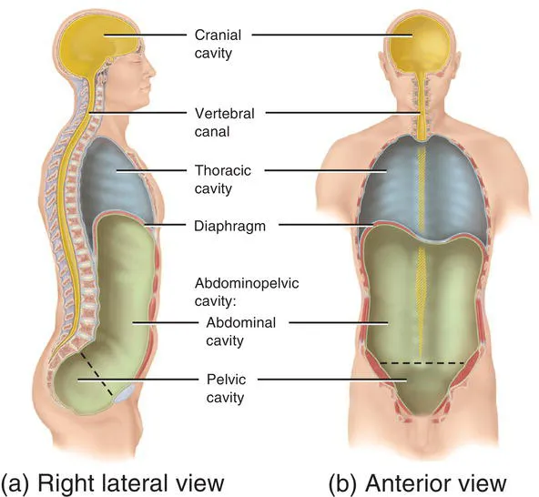 Schematic illustration of body cavities.