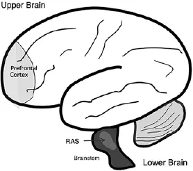 The brain's attention intake filter, the reticular activating system (RAS), is located in the brainstem in the lower brain.