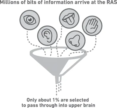 Millions of bits of information arrive at the RAS. Only about 1% are selected to pass through into the upper brain.