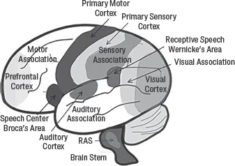Shows where in the brain different functions occur or are processed.
