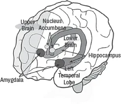 Brain limbic system depicts the direction of communication between the lower and upper brain.