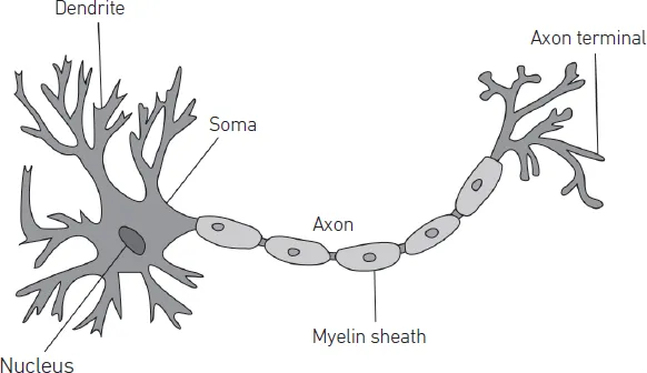 Figure 1.1 | Structure of a Neuron