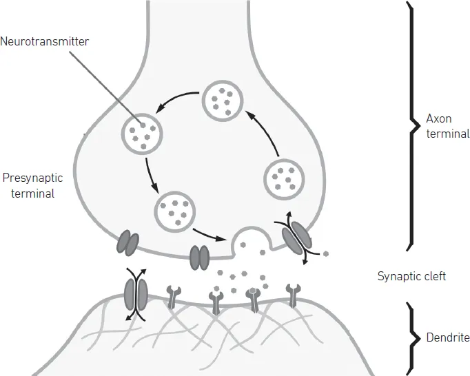 Figure 1.2 | Structure of a Synapse