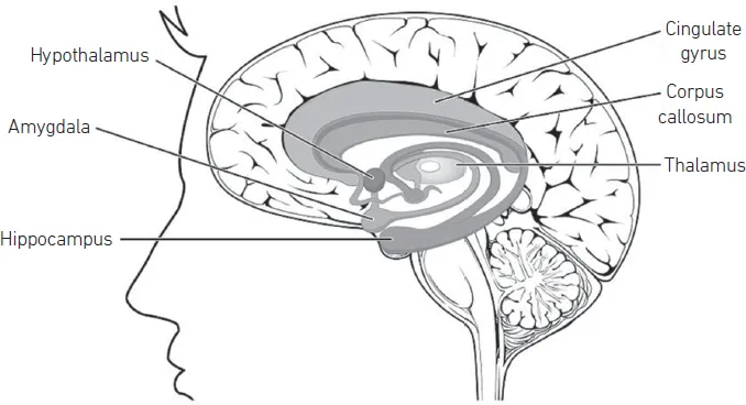 Figure 1.3 | Structures of the Limbic System