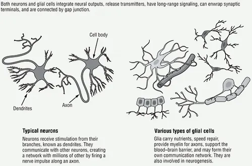Figure 1.2. Neurons and Glial Cells