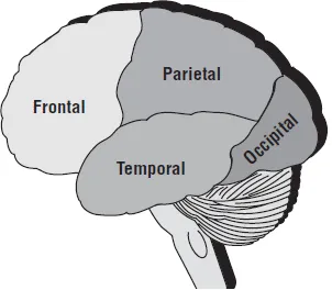 Figure 1.3. Main Areas of the Human Brain