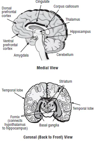 Figure 1.4. Medial and Coronal Views of the Brain