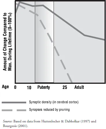 Figure 1.5. Constant Change in the Brain from Birth Through Adulthood