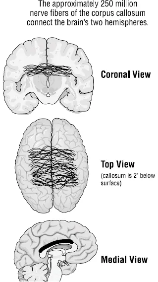 Figure 1.6. Three Views of the Corpus Callosum