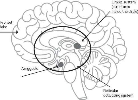 Diagram of brain structures associated with building relationships, including the frontal lobe and the limbic system, which contains the amygdala and reticular activating system.