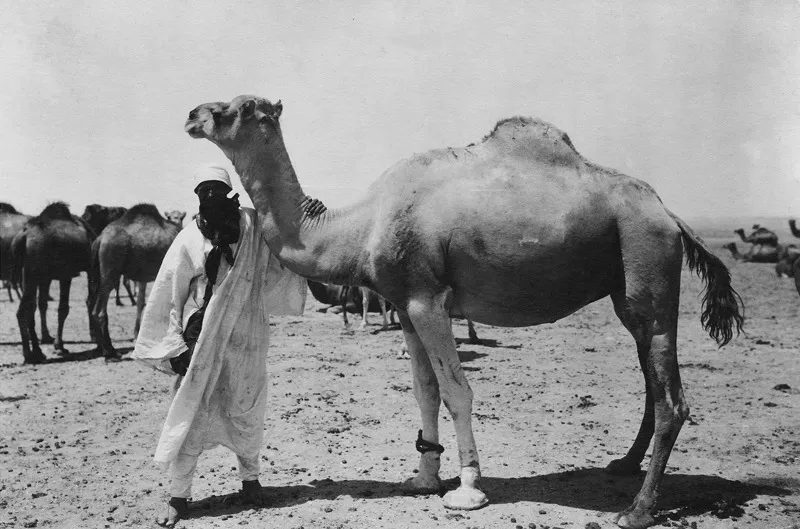 Bu Ngeim, agosto 1913. Una mandria di cammelli del tipo Orfella al pascolo nei pressi di Bugineira. (CMPA, s.f., foto n. 42)