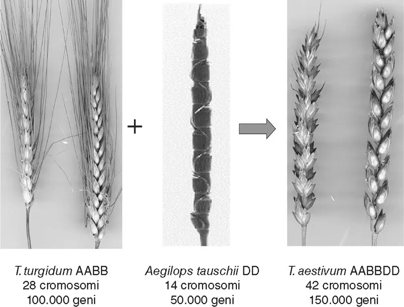 L’evoluzione del grano.
