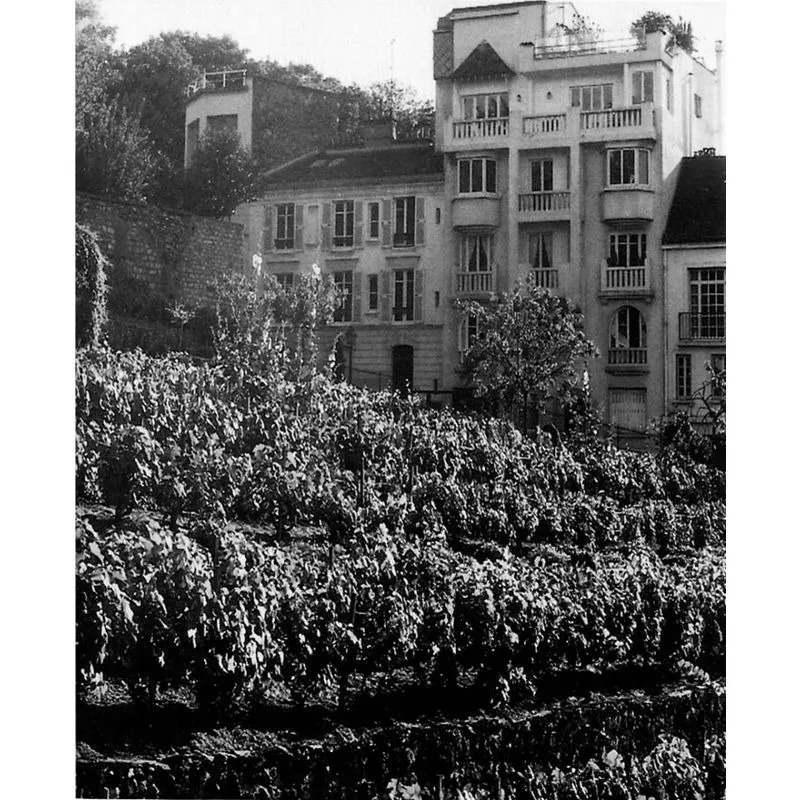 L’ultima vigna sopravvissuta a Montmartre: 3200 viti dalle quali si ricava un buon Thoméry.