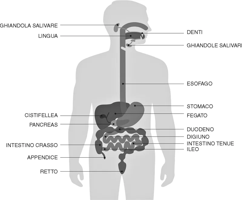 L’apparato digerente è deputato alla trasformazione del cibo in sostanze adatte a venire assimilate dall’organismo e all’eliminazione delle scorie. Nelle prossime pagine ci concentreremo in particolare sull’intestino, dove il cibo, ridotto a bolo alimentare, dopo i passaggi attraverso faringe, esofago e stomaco, viene ulteriormente sminuzzato e suddiviso in componenti che possano essere assorbiti. Nell’intestino tenue (che si suddivide in duodeno, digiuno e ileo) vengono secreti molti fluidi, gli alimenti sono chimicamente scomposti e le sostanze nutritive assimilate; nell’intestino crasso (che comprende cieco, colon e retto), invece, viene riassorbita l’acqua e la flora intestinale fermenta parzialmente i componenti alimentari non digeriti né assorbiti nel tenue. Le scorie vengono infine espulse. © eveleen/Shuttestock
