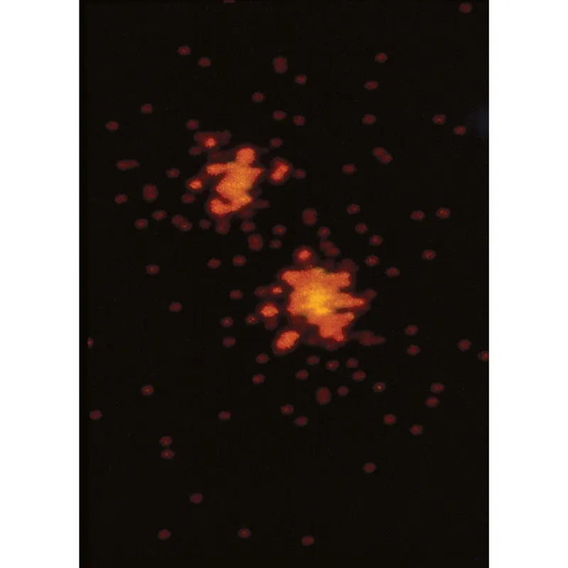 Alpha Centauri. Alpha Centauri: immagine ai raggi X che mostra le due stelle più luminose del sistema. © SMITHSONIAN INSTITUTION/SCIENCE PHOTO LIBRARY