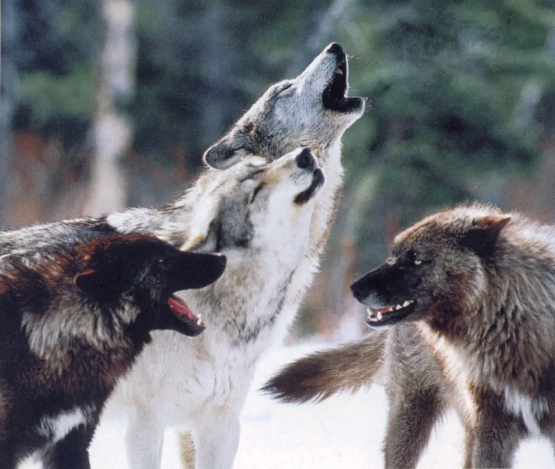 Aipuyi, Akai, Kamots (con la testa più in alto) e Motaki © Bob Poole.