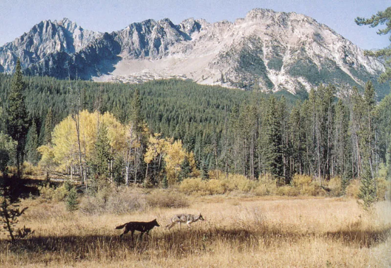 Le Sawtooth Mountains si innalzano per 1.200 metri sul territorio del branco © Jim e Jamie Dutcher.