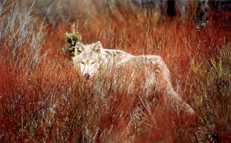 Wyakin tra gli arbusti di sanguinella, subito dopo un temporale © Jim e Jamie Dutcher.