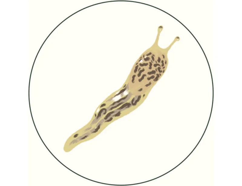 Limax maximus