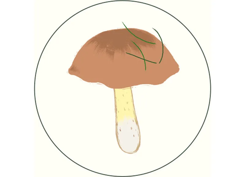 Suillus luteus