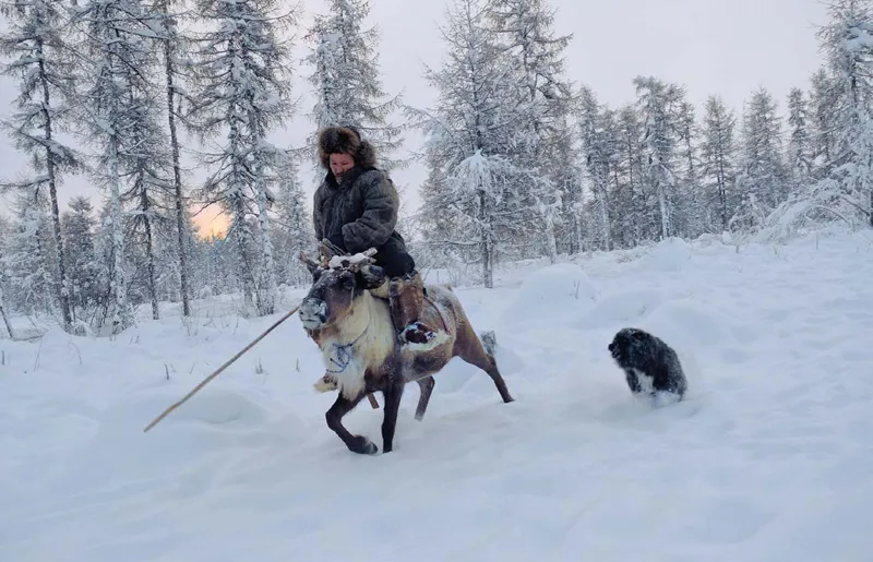 «Ogni giorno Miša, in groppa alla sua renna, si sposta a qualche chilometro dalla base e verifica lo stato delle renne da soma, quelle più robuste che possono essere montate. Le conta, controlla che non ci siano tracce di lupi e che nessun gruppo di renne si sia allontanato troppo.»