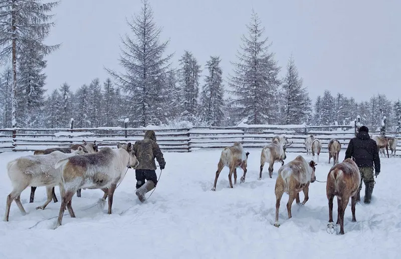 Miša e Vanja con le renne.