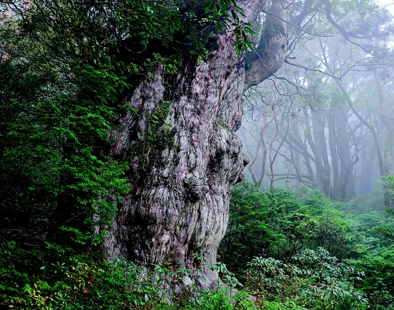 A destra: Jōmon, il più grande yakusugi di Yakushima.